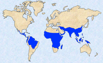 Commerce Choi Kwang Do - Malaria Distribution